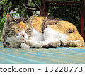 Mike cat 13228773