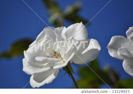 Schneevichen in full bloom 13228925