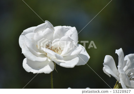 Schneevichen盛開 Schneevichen盛開 13228927