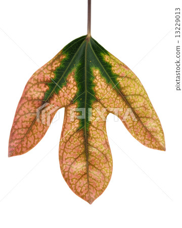 leaf  13229013