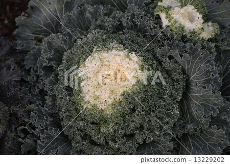 White flower vegetables 13229202