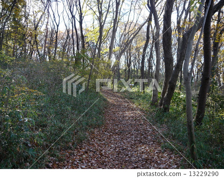 Tokyo Metropolitan Sakuragaoka Park 13229290