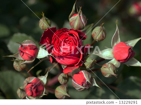 Rose's circle 13229291