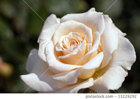 White Rose  13229292