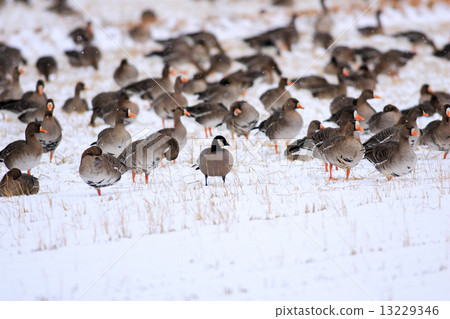 Tits in the snow Tits in the snow 13229346