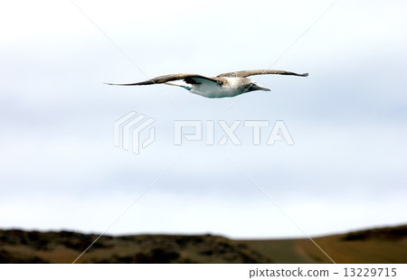 Evolutionary island Galapagos Islands, Ao foot boobies flying over the coastline of Bartola Island Evolutionary island Galapagos Islands, Ao foot boobies flying over the coastline of Bartola Island 13229715