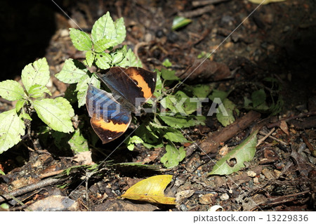 Living insects Konohachu, descended to the forest road for water absorption. Wing metallic blue is brilliant Living insects Konohachu, descended to the forest road for water absorption. Wing metallic blue is brilliant 13229836