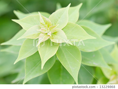 Top of Bougainvillea Plant. 13229868
