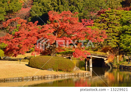Rokuen Garden · Tazuru Bridge and autumn leaves Rokuen Garden · Tazuru Bridge and autumn leaves 13229921