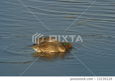 蒂爾 蒂爾 13230126