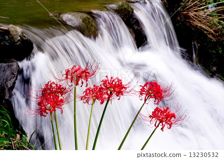 Higanifusa Asuka奈良縣 Higanifusa Asuka奈良縣 13230532