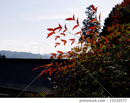 Kujyoji秋葉 13230577