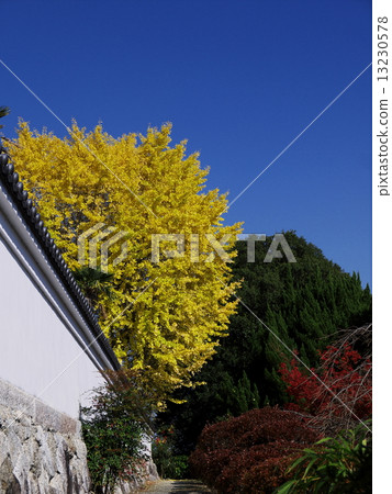 在Kujyoji的銀杏 13230578