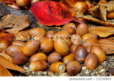 Matebone蝦 13230903