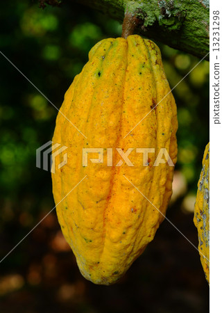 Cocoa fruit in the tree. Cocoa pods in tree, 13231298