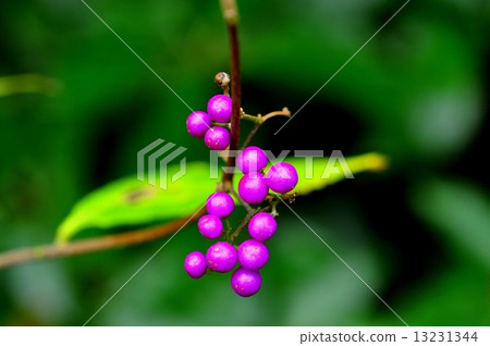 Murasakusibu real 13231344