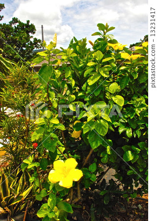 Yellow hibiscus flower (Ishigakijima / Ishigaki-shi, Okinawa Prefecture) 13231417