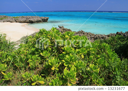 Terasaki Coast (Yoron Island) 13231677