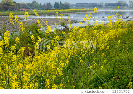 Karasawa河礦石藤 13231702