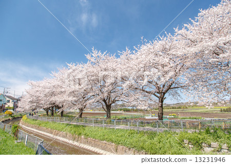 在日本東部邊緣的櫻花角落Nemizuna米領域替代水的櫻花樹 在日本東部邊緣的櫻花角落Nemizuna米領域替代水的櫻花樹 13231946