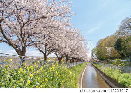 Cherry blossom corner Nemizuna rice field in the eastern edge of Japan Cherry blossom trees of substitute water 13231947