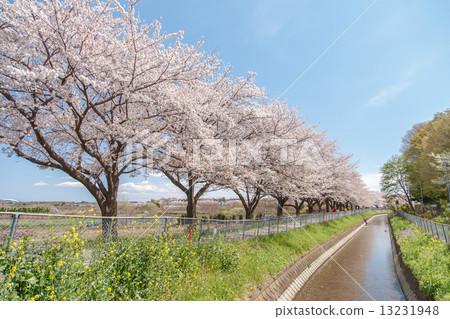 Cherry blossom corner Nemizuna rice field in the eastern edge of Japan Cherry blossom trees of substitute water 13231948