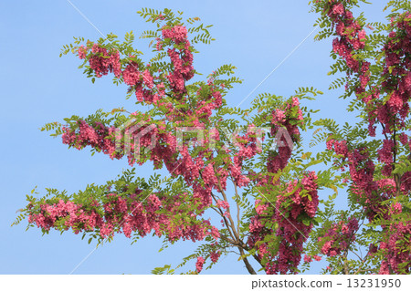Safflower Harienge 13231950