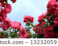Rose and sky (sideways) 13232059