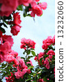 Rose and sky (vertical) 13232060