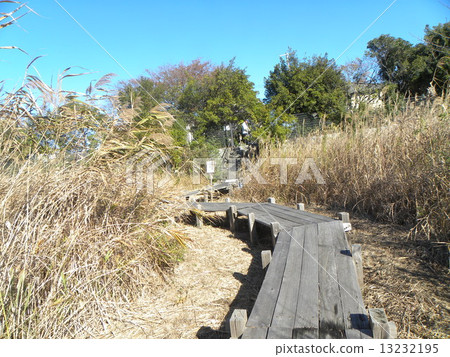 Yatsu Higata公園的觀察樹 Yatsu Higata公園的觀察樹 13232195