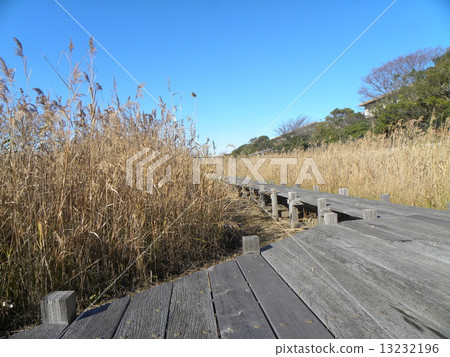 Observation trees of Yatsu Higata Park 13232196