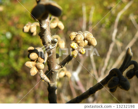 Buds of flowers of mansaku blooming at the beginning of spring 13232198