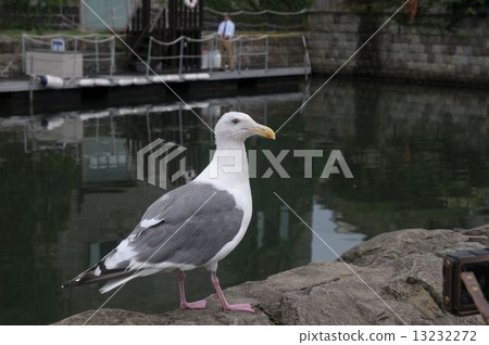 The giant sea gulls living in the Otaru Canal The giant sea gulls living in the Otaru Canal 13232272