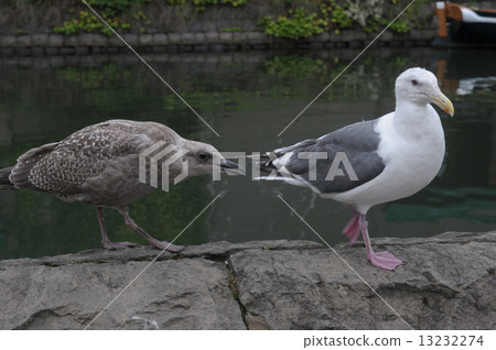 父母和孩子的巨型海鷗 13232274