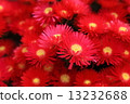 Gerbera 13232688