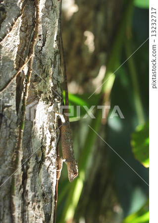 Creatures Reptiles Okinawa Kinohoritokage, Okinawa and Saxima are also always on handstands 13232717