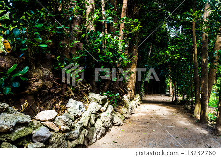 Okinawa Bise Fukugi Namiki Okinawa Bise Fukugi Namiki 13232760