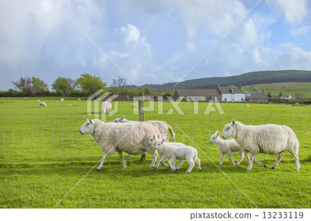 Friend's Sheep Oyako Friend's Sheep Oyako 13233119