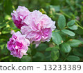 Brush · Damask 13233389