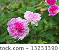 Brush · Damask 13233390