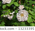 Alfred de Dalma 13233395