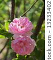 Queen of Denmark 13233402