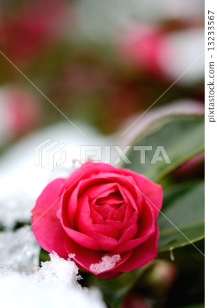 冷山茶花 冷山茶花 13233567