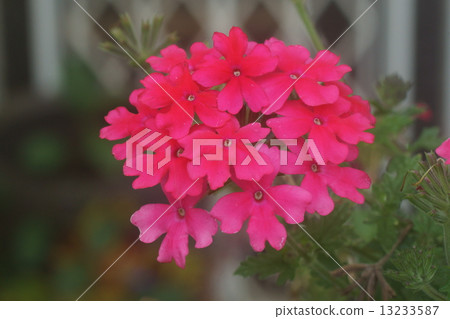 Verbena Verbena 13233587