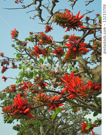 Ichigo flower 13233709