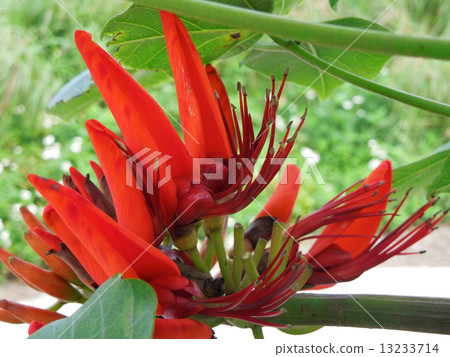 Ichigo flower 13233714