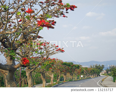 Ikuinba tree of Taketomi-jima Island 13233717