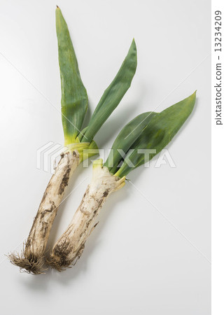 A green onion A green onion 13234209