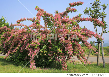 Weigela Weigela 13234215