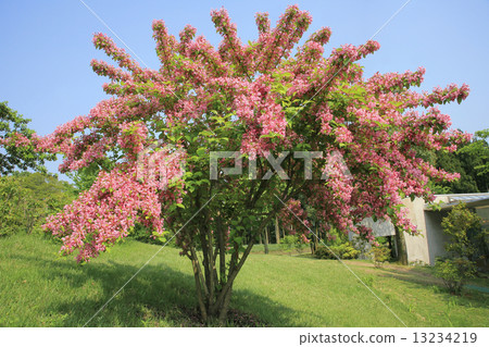 Weigela Weigela 13234219